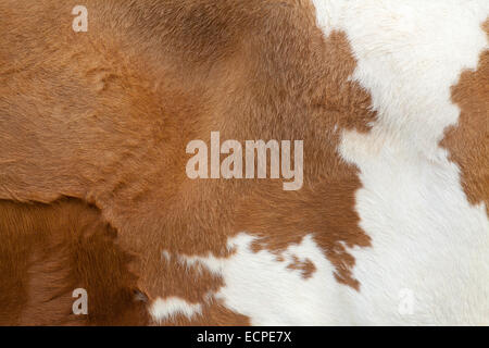 Brown fur carpet with cow skin pattern background Stock Photo