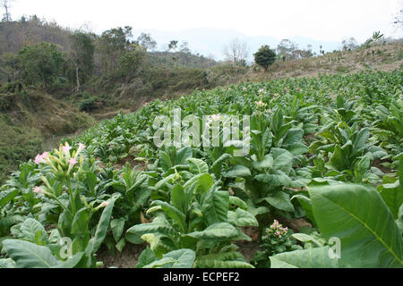 2010.  Tobacco field chittagong in bangladesh. tobacco bangladesh, tobacco plant, tobacco leaf Stock Photo