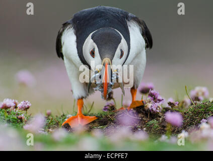 An Atlantic Puffin (Fratercula arctica) on its way to enter its burrow with bill full of fish. Stock Photo