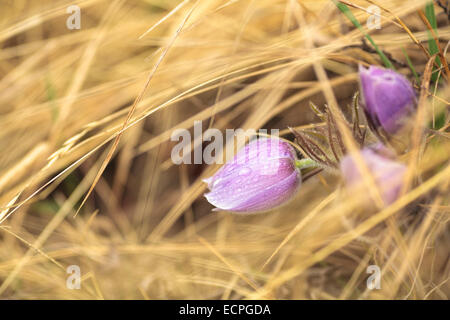 A prairie crocus bends under the weight of raindrops on it's furry petals on the side of Grotto Mountain in Canmore, Alberta. Stock Photo