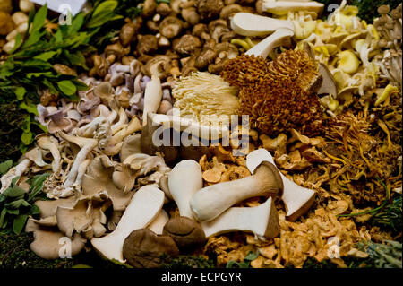 Mushrooms and Fungi at trader in Borough Market, London. Stock Photo