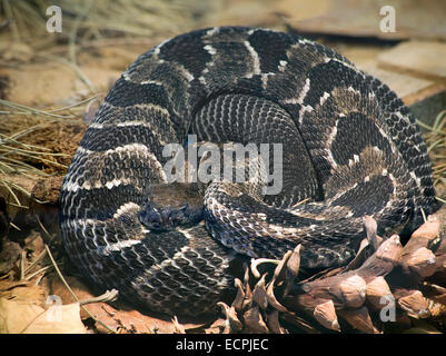 Timber Rattlesnake, Crotalus Horridus Horridus Stock Photo