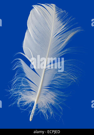 White Feather Isolated on Blue Background Stock Photo