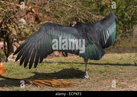The Greater Marabou Stork at the Gladys Porter Zoo in Brownsville, Texas, USA. Stock Photo