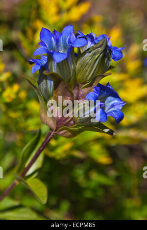 BLUE GENTIAN (Gentiana acuta) blooming on the Continental Divide near LOBO POINT - SOUTHERN COLORADO Stock Photo