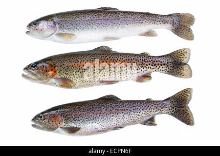 Rainbow Trout – Oncorhynchus mykiss isolated on  pure white background Stock Photo