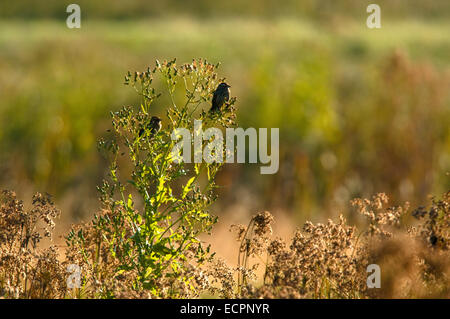 Two female red-winged blackbirds (Agelaius phoeniceus) in a field in a marshland area in southern Indiana, near Seymour, USA. Stock Photo