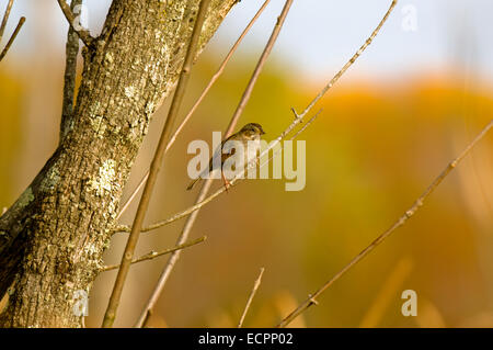 A house sparrow (Passer domesticus), sits on a small branch of a tree in a wooded marshland area near Seymour, Indiana, USA.