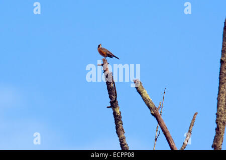 An American robin (Turdus migratorius), on top of a rotting tree in a marsh area near Seymour, Indiana, USA. Stock Photo