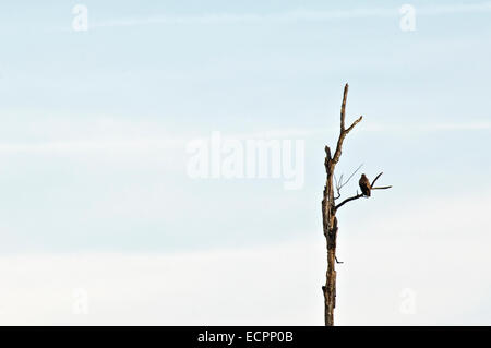 A red-tailed hawk sits high above on a branch of a rotting marsh tree near Bloomington, Indiana, USA. Stock Photo
