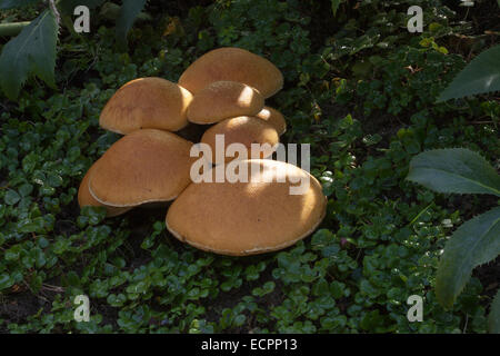 Wild mushrooms in a garden, Novato, Marin County, California, USA Stock Photo