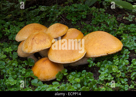 Wild mushrooms in a garden, Novato, Marin County, California, USA Stock Photo