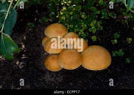 Wild mushrooms in a garden, Novato, Marin County, California, USA Stock Photo