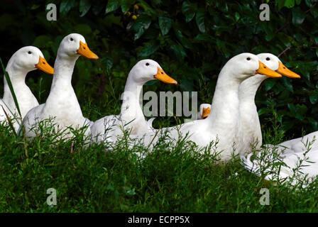 A group of Pekin ducks in some grass, near a pond adjacent to Lake Monroe, Indiana, USA. Stock Photo