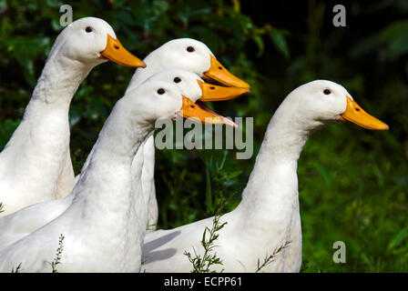 A group of Pekin ducks in some grass, near a pond adjacent to Lake Monroe, Indiana, USA. Stock Photo