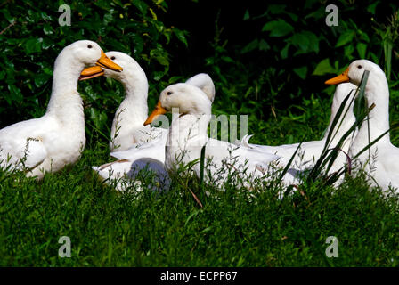 A group of Pekin ducks in some grass, near a pond adjacent to Lake Monroe, Indiana, USA. Stock Photo