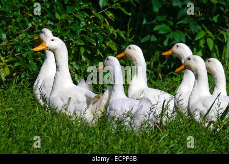 A group of Pekin ducks in some grass, near a pond adjacent to Lake Monroe, Indiana, USA. Stock Photo