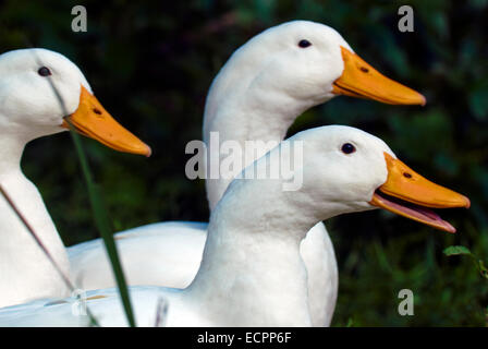 A group of Pekin ducks in some grass, near a pond adjacent to Lake Monroe, Indiana, USA. Stock Photo