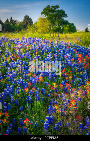 Bluebonnets in Ennis, Texas. Lupinus texensis, the Texas bluebonnet, is a species of lupine endemic to Texas. Stock Photo