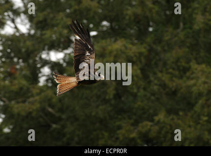 Red kite, Milvus milvus flying above a field with trees and sky in the background near Rhayader in Wales, United Kingdom Stock Photo