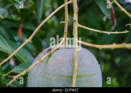 ant crawling on a mango Stock Photo