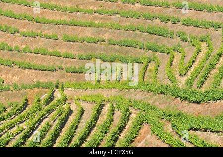 vineyard upper Douro Valley Portugal