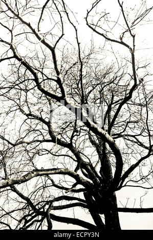 tree branches pattern Stock Photo