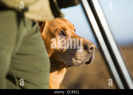 A Golden Labrador Retriever with its owner on a pheasant shoot in England Stock Photo