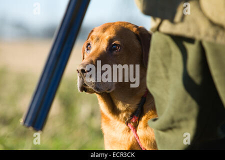 A Golden Labrador Retriever with its owner on a pheasant shoot in England Stock Photo