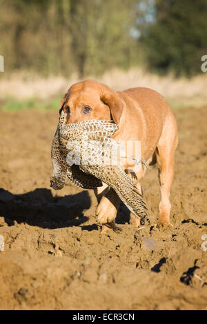 A Golden Labrador Retriever retrieving a pheasant on a shoot in England Stock Photo