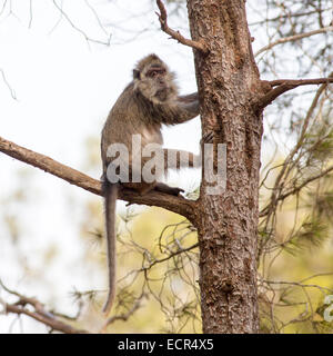 Weeper Capuchin (Cebus nigrivittatus)