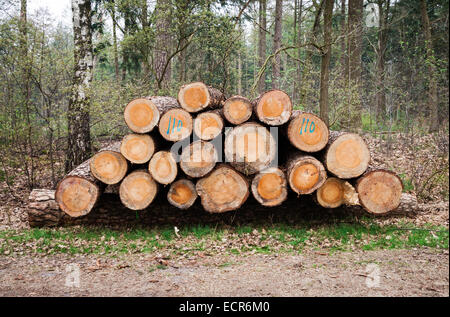 Batch of freshly sawn logs in a forest in the netherlands Stock Photo