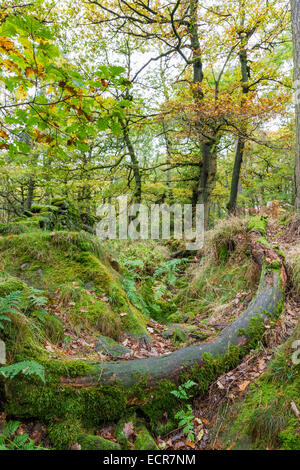 An old fallen and rotting tree trunk in dense woodland in Autumn, Padley Gorge, Derbyshire, England, UK Stock Photo