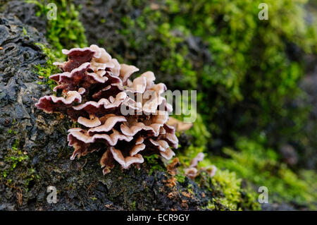 Hairy Stereum (Stereum Hirsutum) fungus on dead tree trunk with lichen, medium shot. Stock Photo