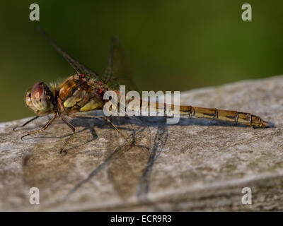 Juvenile Common Darter Dragonfly (Sympetrum striolatum) Juvenile Common Darter Dragonfly (Sympetrum striolatum)