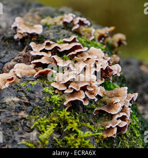 Hairy Stereum (Stereum Hirsutum) fungus on dead tree trunk with lichen, close up. Stock Photo