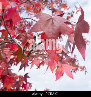 red atumn leaves in the sky Stock Photo