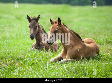 Quarter Horse foals lying in grass Stock Photo