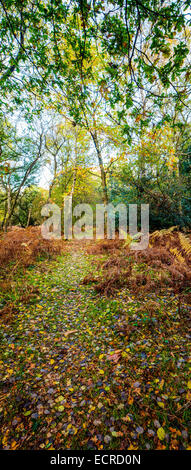 Vertical Autumnal photograph of a pathway through Ashridge, in the Chiltern Hills in Bucks and Herts in UK. Stock Photo