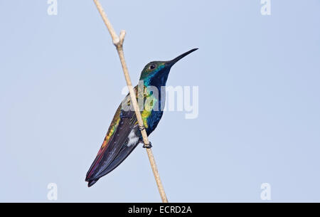 black-throated mango Hummingbird [Anthracothorax nigricollis] single adult male perched on stick Stock Photo