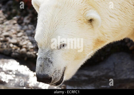 Closeup portrait of male polar bear looking at camera Stock Photo