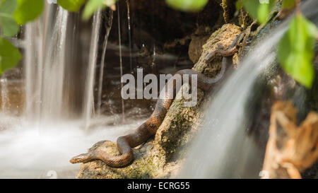 two viperine water snake with some waterfalls Stock Photo