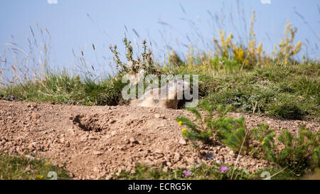 alpine marmot on its burrow Stock Photo