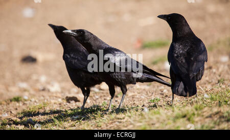 group of carrion crows Stock Photo