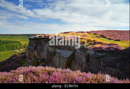 UK,South Yorkshire,Peak District,Burbage Rocks & Valley covered in Heather Stock Photo