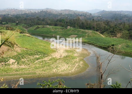 2010.  Tobacco field chittagong in bangladesh. tobacco bangladesh, tobacco plant, tobacco leaf Stock Photo