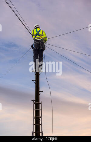 Telephone engineer fixing a problem up a pole.  A British Telecom Open Reach telephone engineer, working up a telegraph pole. Stock Photo