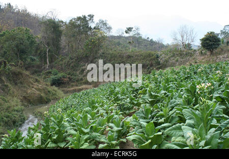 2010.  Tobacco field chittagong in bangladesh. tobacco bangladesh, tobacco plant, tobacco leaf Stock Photo