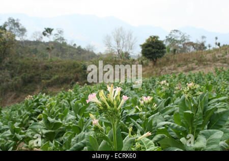 2010.  Tobacco field chittagong in bangladesh. tobacco bangladesh, tobacco plant, tobacco leaf Stock Photo