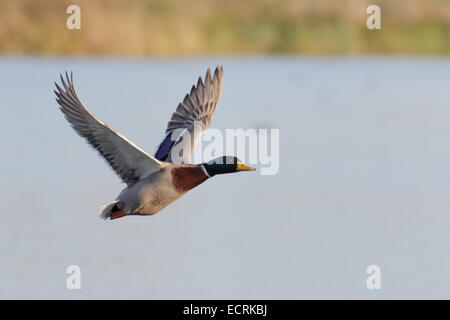 A Mallard duck in flight over wetlands. Stock Photo